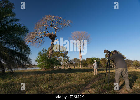 A photographer shoots a Jabiru on the nest in South Pantanal Stock Photo