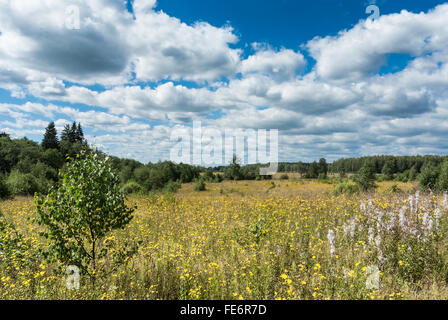 Summer natural agricultural field landscape: beautiful meadow with yellow wildflowers under summer blue sky with white clouds un Stock Photo