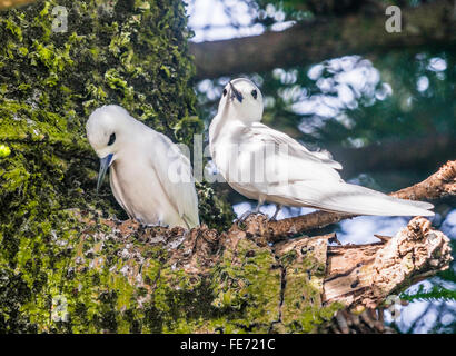 White Terns (Gypis alba) on Lord Howe Island in the Tasman Sea, Unincorporated area of New South Wales, Australia. Stock Photo