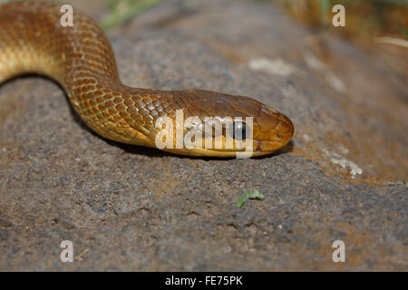 Aesculapian snake (Zamenis longissimus), Balaton Uplands National Park, Lake Balaton, Hungary Stock Photo