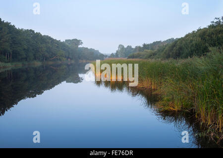 Prerower Strom, current on river Prerow, morning mist, Darß, Fischland-Darß-Zingst, Western Pomerania Lagoon Area National Stock Photo