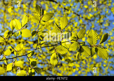 European or common beech (Fagus sylvatica), branch with leaf shoots, fresh leaves, Germany Stock Photo