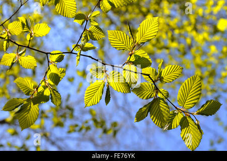 European or common beech (Fagus sylvatica), branch with leaf shoots, fresh leaves, Germany Stock Photo