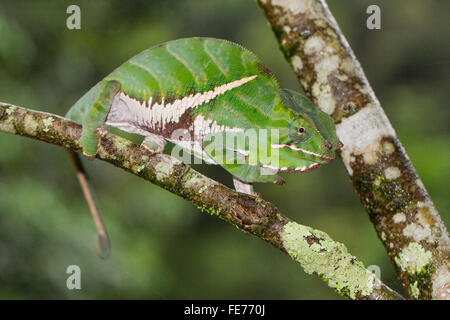 Two-banded chameleon or rainforest chameleon (Furcifer balteatus), male, young, rainforest, Ranomafana National Park