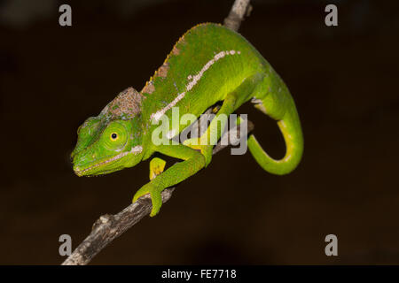 Belalanda chameleon (Furcifer belalandaensis), female, rarest chameleon ...