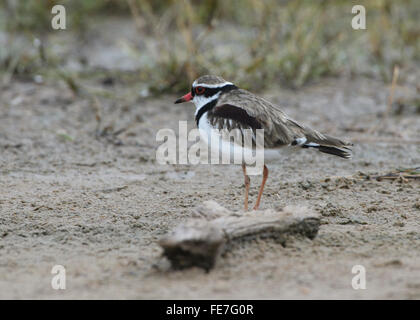 Black-fronted Dotterel (Elseyornis melanops), Bowra, near Cunnamulla, Queensland, QLD, Australia Stock Photo