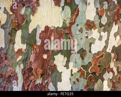 Peeling Plane / Platanus tree bark - France. Stock Photo