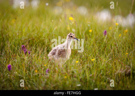 Curlew (Numenius arquata) chick, Shetland, UK Stock Photo