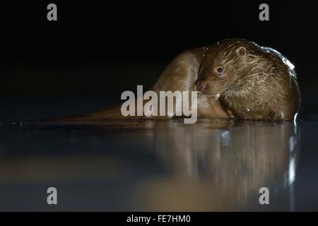 European otter (Lutra lutra) hunting at night, Kiskunság National Park, East Hungary, Hungary Stock Photo