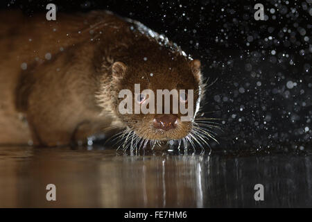 European otter (Lutra lutra) shaking water off coat, Kiskunság National Park, East Hungary, Hungary shakes Stock Photo