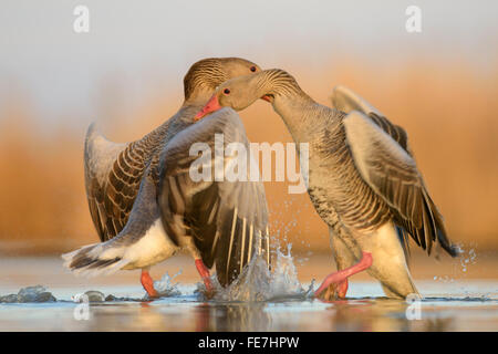 Greylag geese (Anser anser), territorial fight, two dominant males, Kiskunság National Park, Hungary