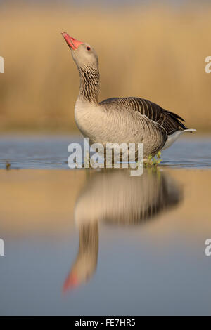 Greylag goose (Anser anser), standing in water, drinking, Kiskunság National Park, Hungary