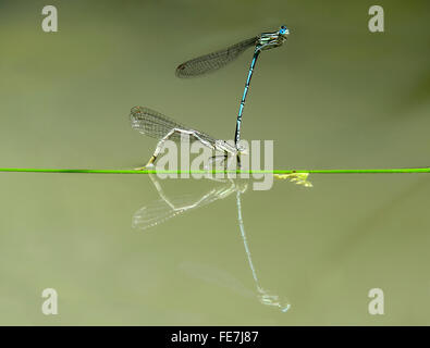 White-legged damselfly (Platycnemis pennipes) on floating stem laying eggs, with male, Canton of Geneva, Switzerland Stock Photo