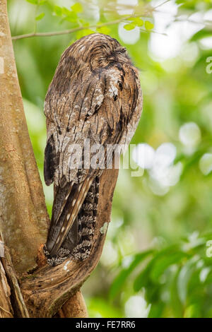 northern potoo (Nyctibius jamaicensis) adult perched asleep on branch of tree in forest, Jamaica, Caribbean Stock Photo