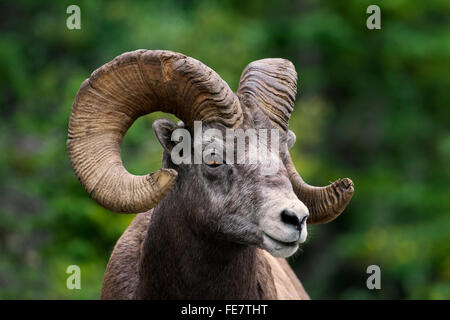 Bighorn sheep (Ovis canadensis) close up portrait of ram, Jasper National Park, Alberta, Canada Stock Photo