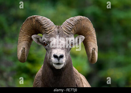 Bighorn sheep (Ovis canadensis) close up portrait of ram, Jasper National Park, Alberta, Canada Stock Photo