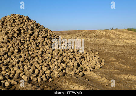 Pile of sugar beets on a field Stock Photo