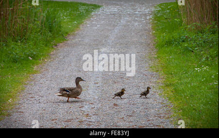 Mother duck walking with her two ducklings Stock Photo