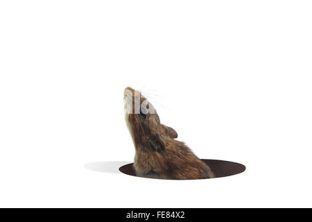 Mouse Peeking Out From Hole in floor on a White Background Stock Photo