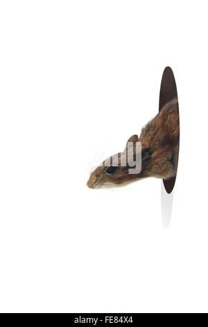 Mouse Peeking Out From Hole in a Wall on a White Background Stock Photo