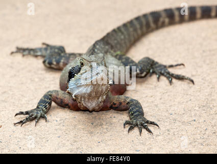 Eastern Water Dragon Lizard is a fairly placid lizard found in Australia Stock Photo