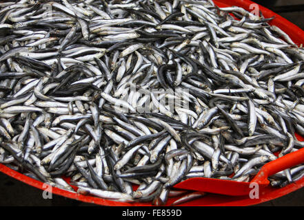 Bulk of fresh sprats on a market stall Stock Photo