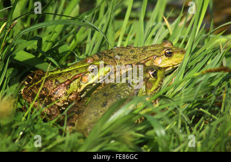 Tree big green frogs (American Bullfrog) sitting in the grass Stock Photo