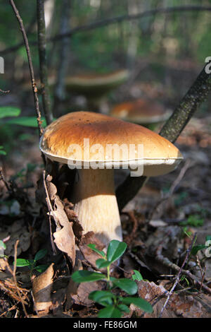 Edible Boletus Edulis mushroom in the forest Stock Photo