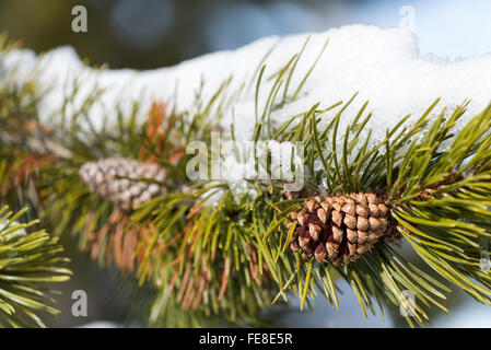 Snow on Lodgepole pine bough, Wallowa Mountains, Oregon. Stock Photo