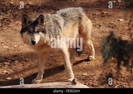 Mexican gray wolf new mexico hi-res stock photography and images - Alamy