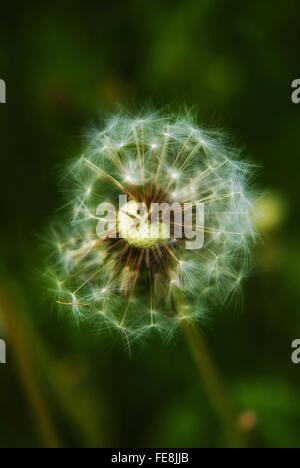 Close-Up Of Dandelion Blooming Outdoors