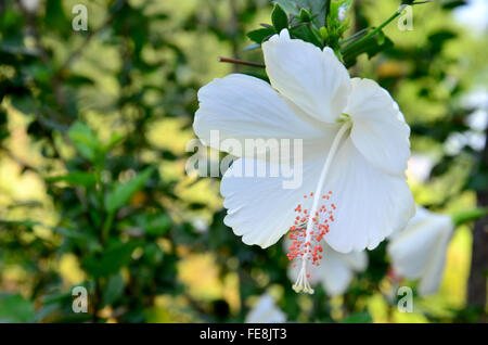 White Hibiscus rosasinensis in garden Stock Photo