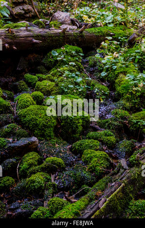 Moss and ferns in Colorado mountains alongside a hiking trail Stock Photo