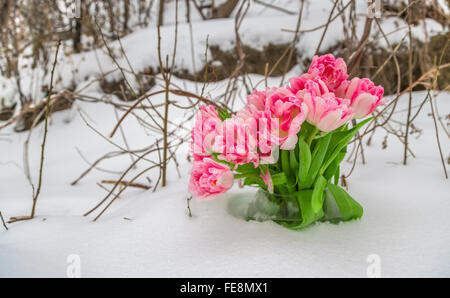 Fresh pink and white tulips are in a round vase in the snow against the backdrop of winter snow-covered trees. Stock Photo