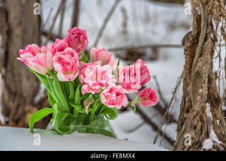 Fresh pink and white tulips next to the dry plants. Close-up Stock Photo