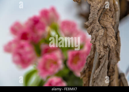 Fresh pink and white tulips next to the dry plants.  Blurred flowers Stock Photo