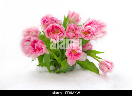 Fresh pink and white tulips in the snow on a white background isolated Stock Photo