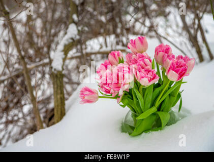 Fresh pink and white tulips are in a round vase in the snow against the backdrop of winter snow-covered trees. Stock Photo