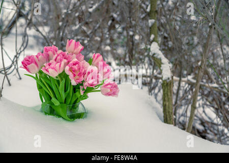 Fresh pink and white tulips are in a round vase in the snow against the backdrop of winter snow-covered trees. Stock Photo