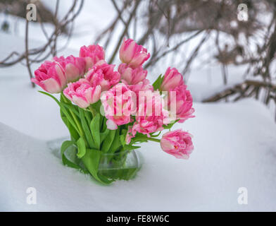 Fresh pink and white tulips are in a round vase in the snow against the backdrop of winter snow-covered trees. Stock Photo