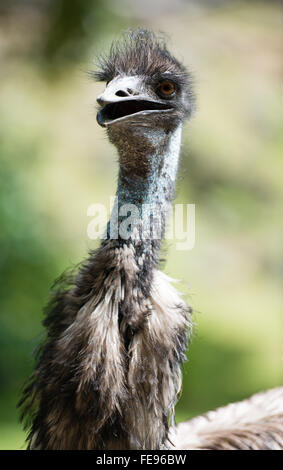 Portrait of Emu - second largest bird in the world Stock Photo