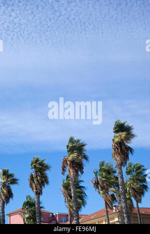 Wind blowing palm trees Stock Photo