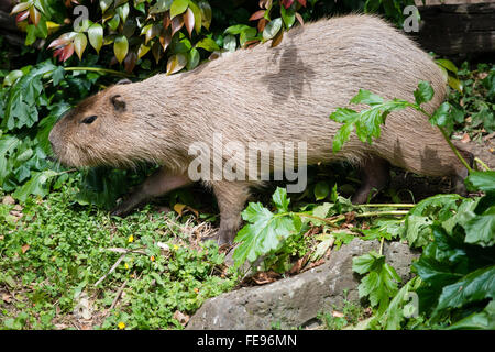 Capybara - (Hydrochoerus hydrochaeris) the largest living rodent in the world Stock Photo