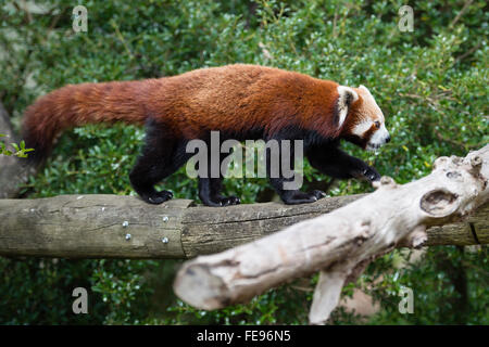 Red panda bear walking on the tree branch Stock Photo