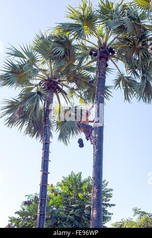 Harvesting coconuts in Myanmar Stock Photo