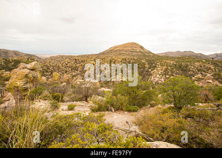 Organ Pipe cactus national monument in southern arizona Stock Photo