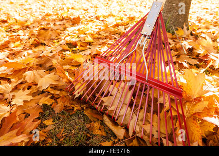 Metal rake and yellow maple leaves in autumn. Fall lawn and garden yard work chores property maintenance raking leaves background. Stock Photo