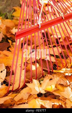 Close up tines of metal rake and yellow maple leaves in autumn. Fall lawn and garden yard work chores raking leaves background. Stock Photo