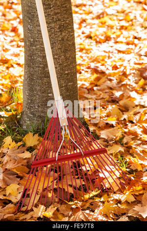 Metal rake, tree trunk and yellow maple leaves in autumn. Fall lawn and garden yard work chores property maintenance raking leaves background. Stock Photo