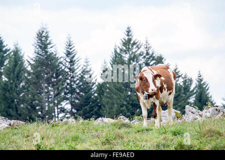 A brown and white cow grazing on a alpine pasture with coniferous trees on the background Stock Photo